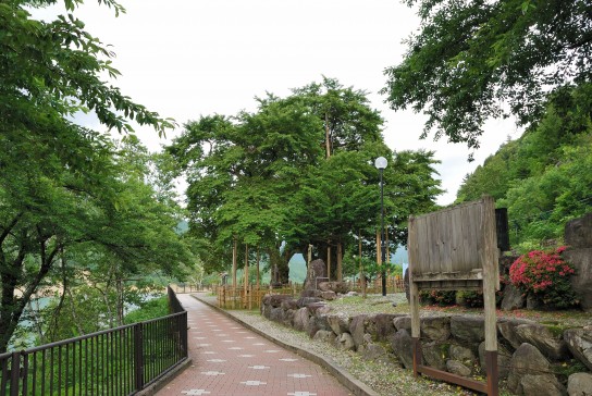 荘川桜