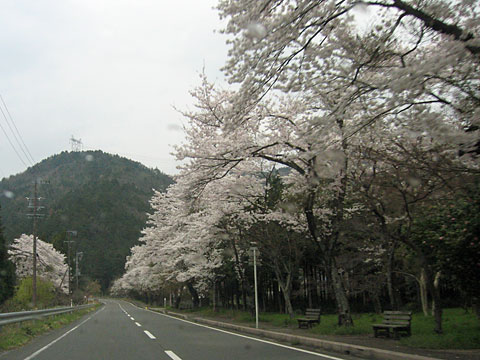 華厳寺近くの桜