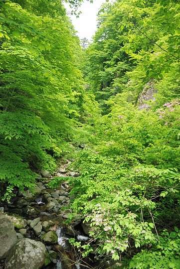 木々の向こうに百間滝