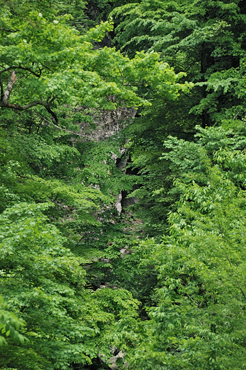 木々の向こうに百間滝