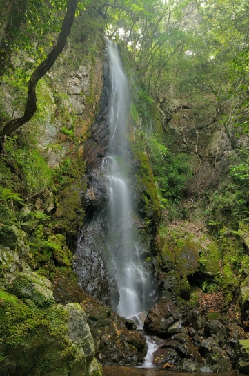 白滝