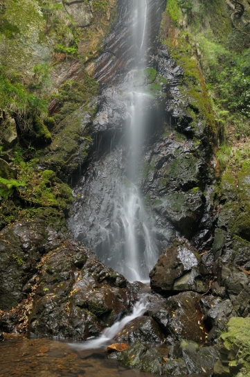 白滝