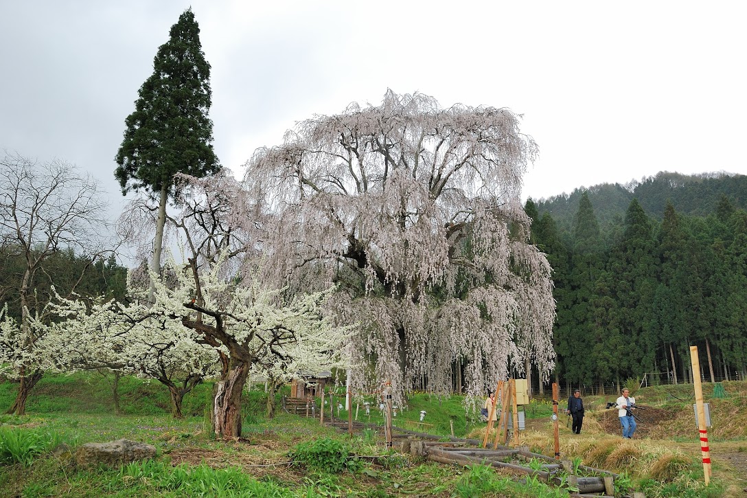 信越名瀑紀行 最終回 水中のしだれ桜